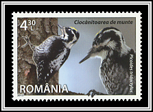 Picoides Tridactylus