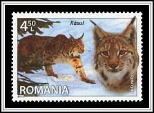 Lynx Lynx