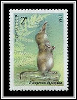 Sorex Bucharensis