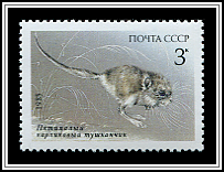 Salpingotus Crassicauda