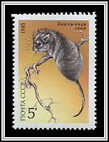 Selevinia Betpakdalensis