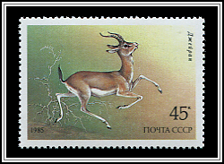 Gazella Subgutturosa