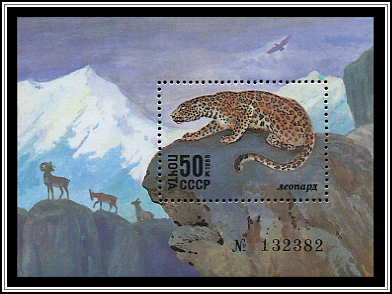 Panthera Uncia