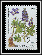 Delphinium Dictiocarpum
