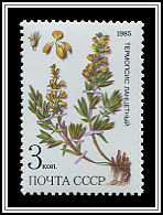 Thermopsis Lanceolata