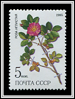 Rosa Acicularis