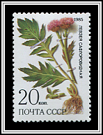 Rhaponticum Carthamoides