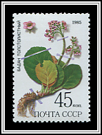 Bergenia Crassifolia