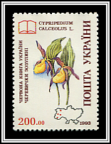 Cypripedium Calceolus