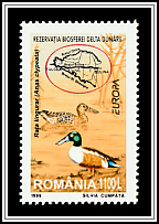 Northern Shoveler (Anas clypeata)