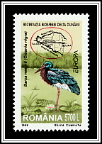 Black Stork (Ciconia nigra)