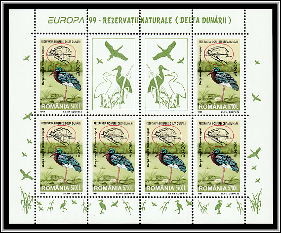 Black Stork (Ciconia nigra)