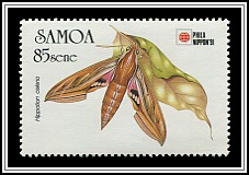 Hippotion Celerio