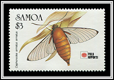 Cephonodes Armatus Armatus