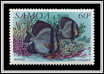 Platax Orbicularis