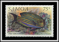 Acanthurus Lineatus