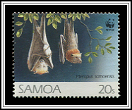 Pteropus Samoensis
