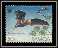Pteropus Samoensis