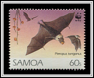 Pteropus Tonganus