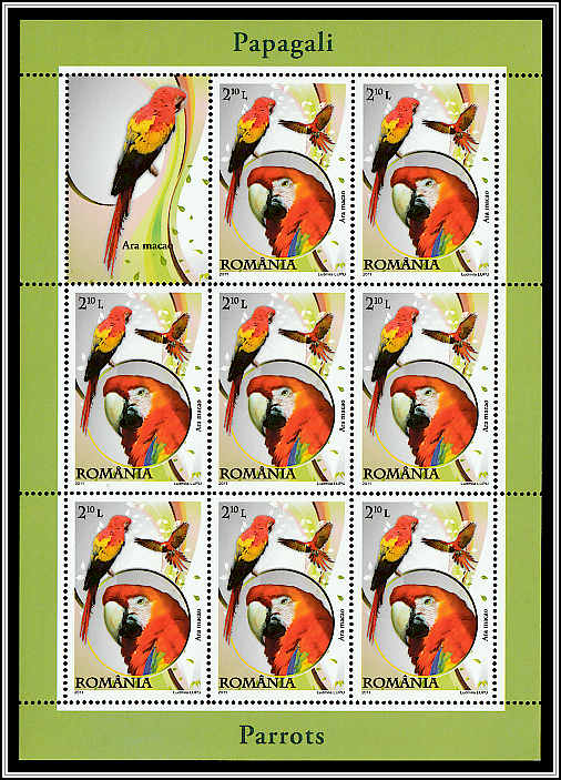 Scarlet Macaw (Ara macao)