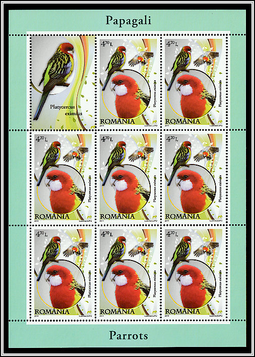 Eastern Rosella (Platycercus eximius)