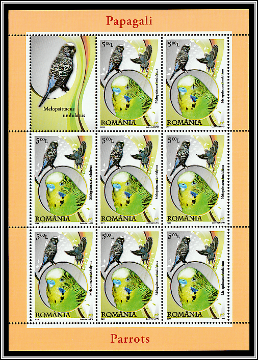 Budgerigar (Melopsittacus undulatus)