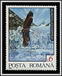Bald Eagle (Haliaeetus leucocephalus)