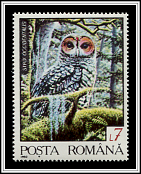 Spotted Owl (Strix occidentalis)