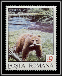 Brown Bear (Ursus arctos)