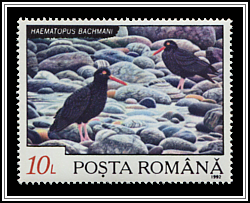 Black Oystercatcher (Haematopus bachmani)