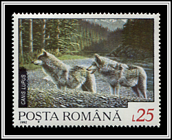 Wolf (Canis lupus)