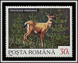White-tailed Deer (Odocoileus virginianus)