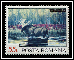 Moose (Alces alces)