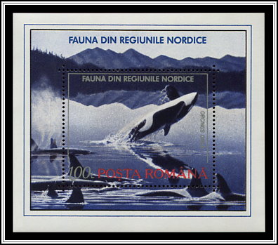 Killer Whale (Orcinus orca)