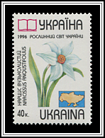 Narcissus Anqustifolius