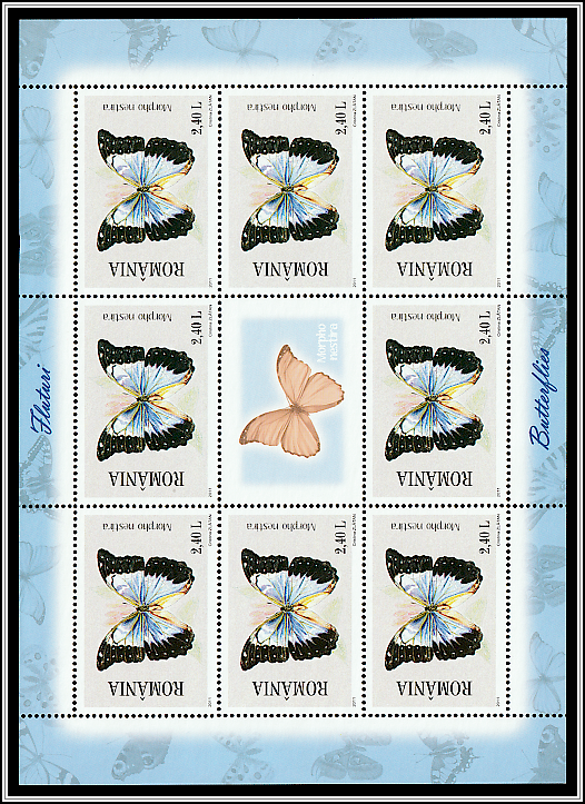 Morpho Butterfly (Morpho nestira)