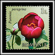 Paeonia Peregrina