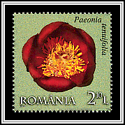 Paeonia Tenuifolia