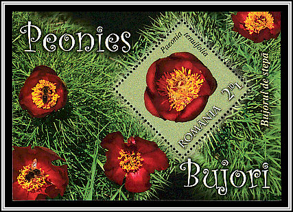 Paeonia Tenuifolia