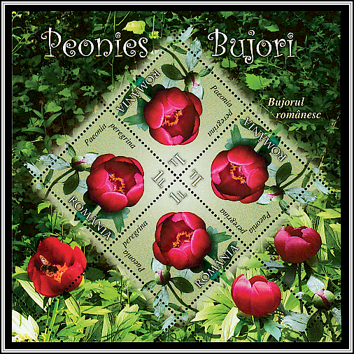 Paeonia Peregrina
