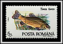 Tinca Tinca