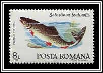 Salvelinus Fontinalis