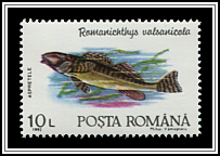 Romanichthys Valsanicola