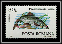 Chondrostoma Nasus