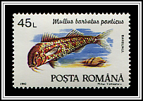 Mullus Barbatus Ponticus