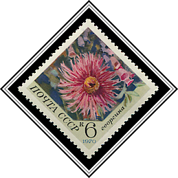 Dahlia