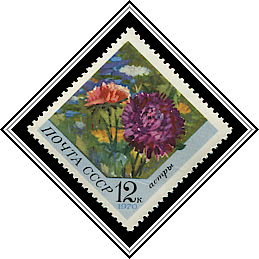 Aster