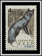 Vulpes Vulpes