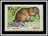 Ondatra Zibethica