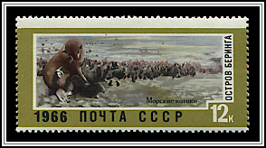 Fur Seals, Bering Island
